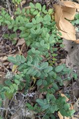 Pellaea andromedifolia