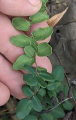 Pellaea andromedifolia