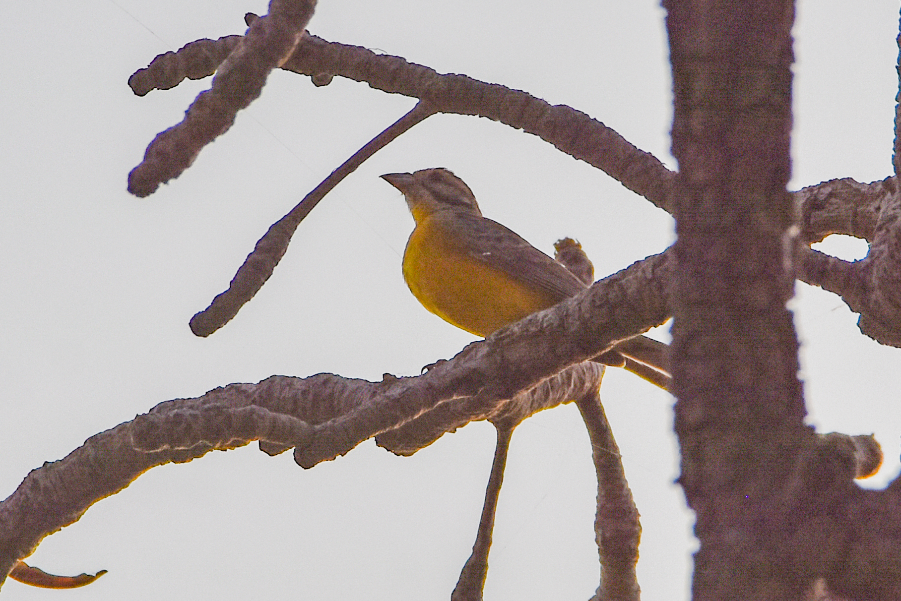 Brown-rumped Bunting (Emberiza affinis), photo 7