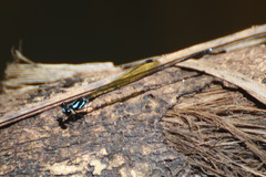 Nososticta koolpinyah