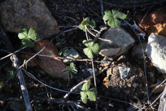 Oxalis pes-caprae sericea