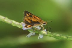 Suniana lascivia