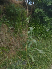 Zea mays mays