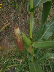 Zea mays mays