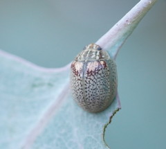 Paropsisterna laesa