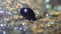 Hydrophiloidea