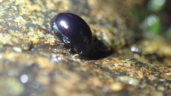 Hydrophiloidea