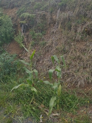 Zea mays mays