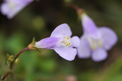 Mazus fauriei