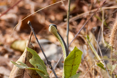 Psammophis elegans