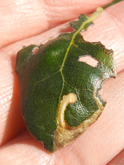 Stigmella braunella