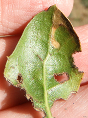 Stigmella braunella