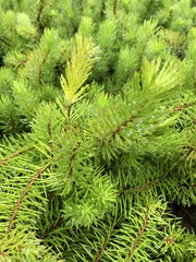Persoonia chamaepitys