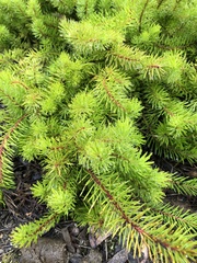 Persoonia chamaepitys