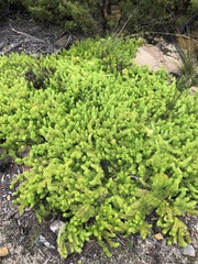 Persoonia chamaepitys