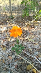 Adenophyllum aurantium