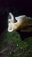 Omphalotus nidiformis