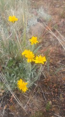 Nestotus stenophyllus