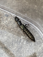 Thyreocephalus
