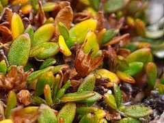 Actinotus novae-zelandiae