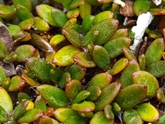 Actinotus novae-zelandiae