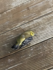 Pardalotus quadragintus