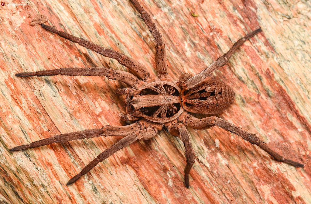 Spencer's Burrow-living Wolf Spider