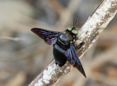 Xylocopa perforator