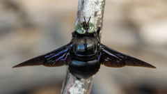 Xylocopa perforator