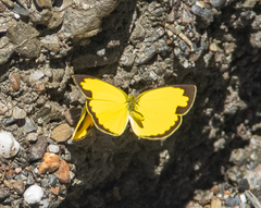 Eurema