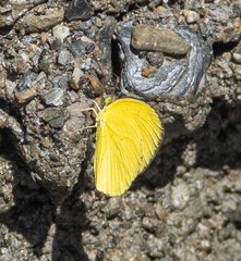 Eurema