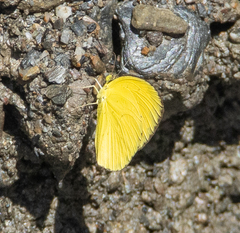 Eurema