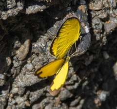 Eurema