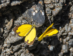 Eurema