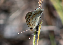 Junonia orithya