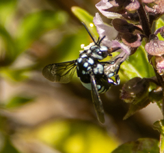 Thyreus novaehollandiae