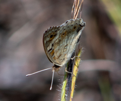 Junonia orithya