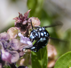 Thyreus novaehollandiae