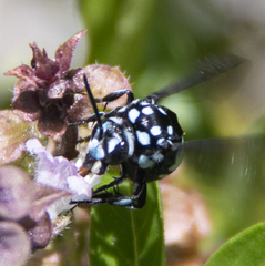Thyreus novaehollandiae