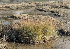 Sporobolus anglicus
