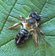 Andrena fucata
