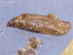 Gnathifera eurybias