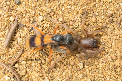 Sphictostethus calvus