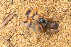 Sphictostethus calvus