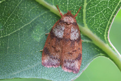 Euchaetis rufogrisea