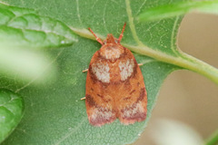 Euchaetis rufogrisea
