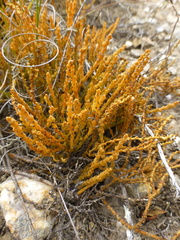 Hagnothesium