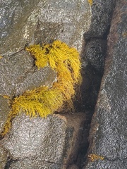 Ahnfeltiopsis concinna