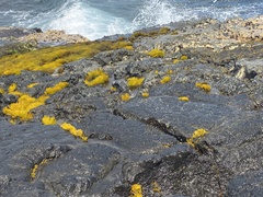 Ahnfeltiopsis concinna