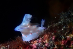 Ceratosoma